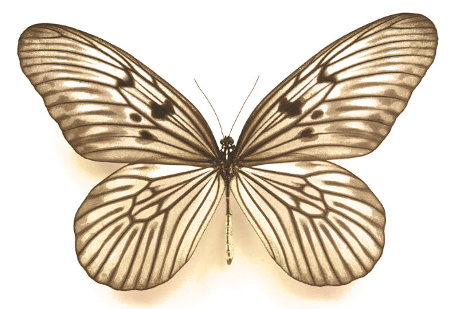 Idea blanchardi marosiana Specimen | A1 Quality | Dry-Preserved DANAINAE