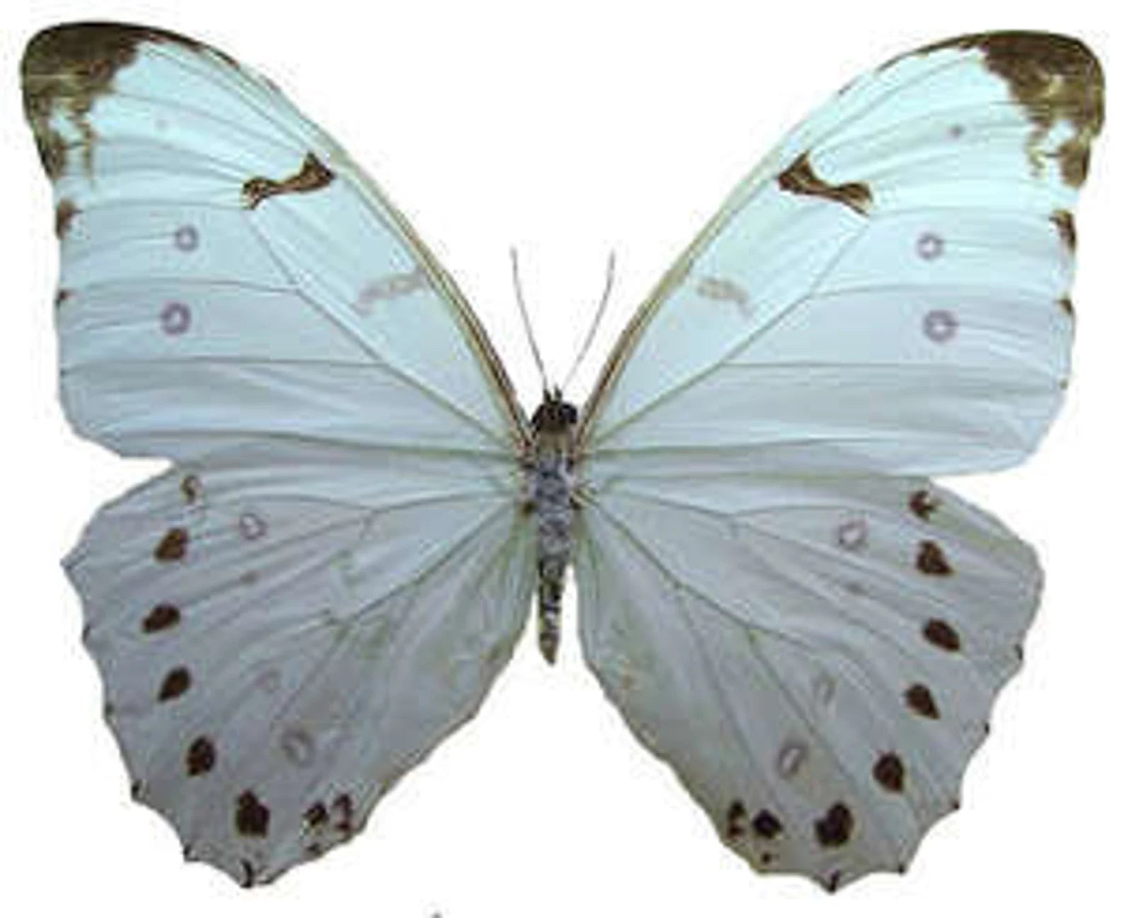 TWO (2) Morpho luna | White Morpho Butterflies | A1 Dry-Preserved Unmounted Specimens