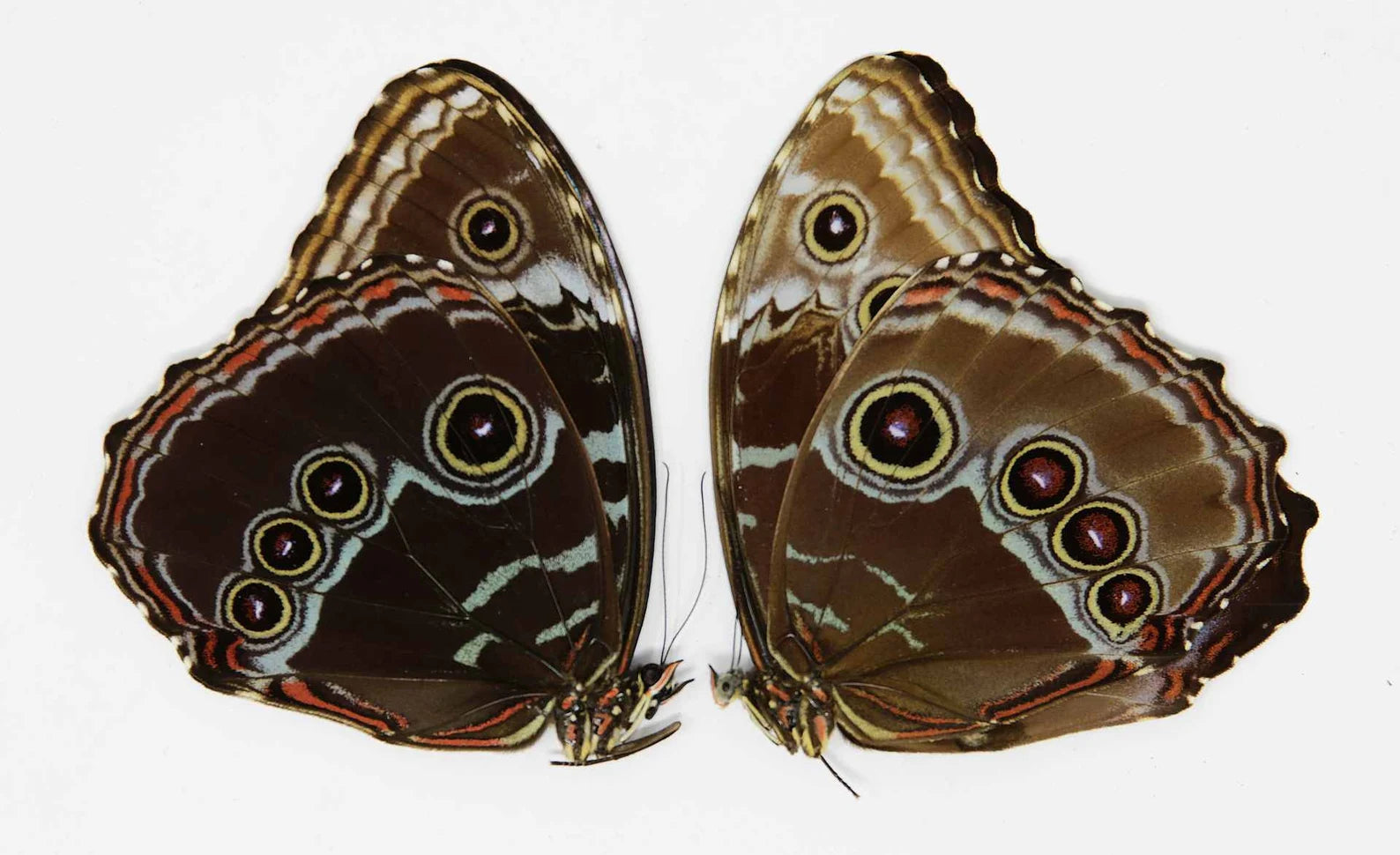 Morpho様 TWO (2) Morpho achilles, A1 Dry-Preserved Unmounted Butterflies