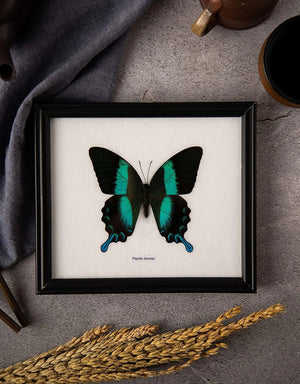 The Green Swallowtail Butterfly (Papilio blumei) Real Framed Specimen Mounted Under Glass 8 x 7 In
