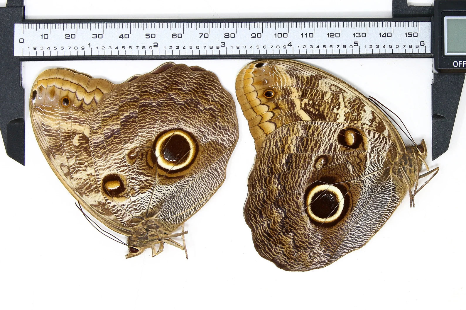 Lot of 25 Giant Owl Butterflies (Caligo teucer semicaerulea) A1 Unmounted Specimens, Wholesale
