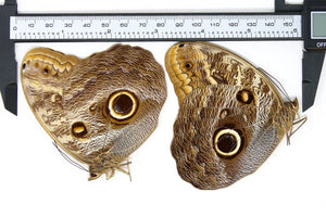 TWO (2) Caligo teucer semicaerulea | Giant OWL butterflies | Dry-preserved specimens