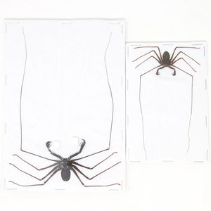 TWO (2) Giant Tailess Whip Scorpions (Stygophrynus dammermani) A1 Real Dry-Preserved Insects, Unmounted Entomology Taxidermy Specimens