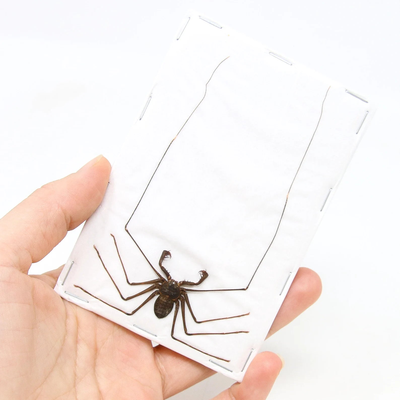 TWO (2) Giant Tailess Whip Scorpions (Stygophrynus dammermani) A1 Real Dry-Preserved Insects, Unmounted Entomology Taxidermy Specimens