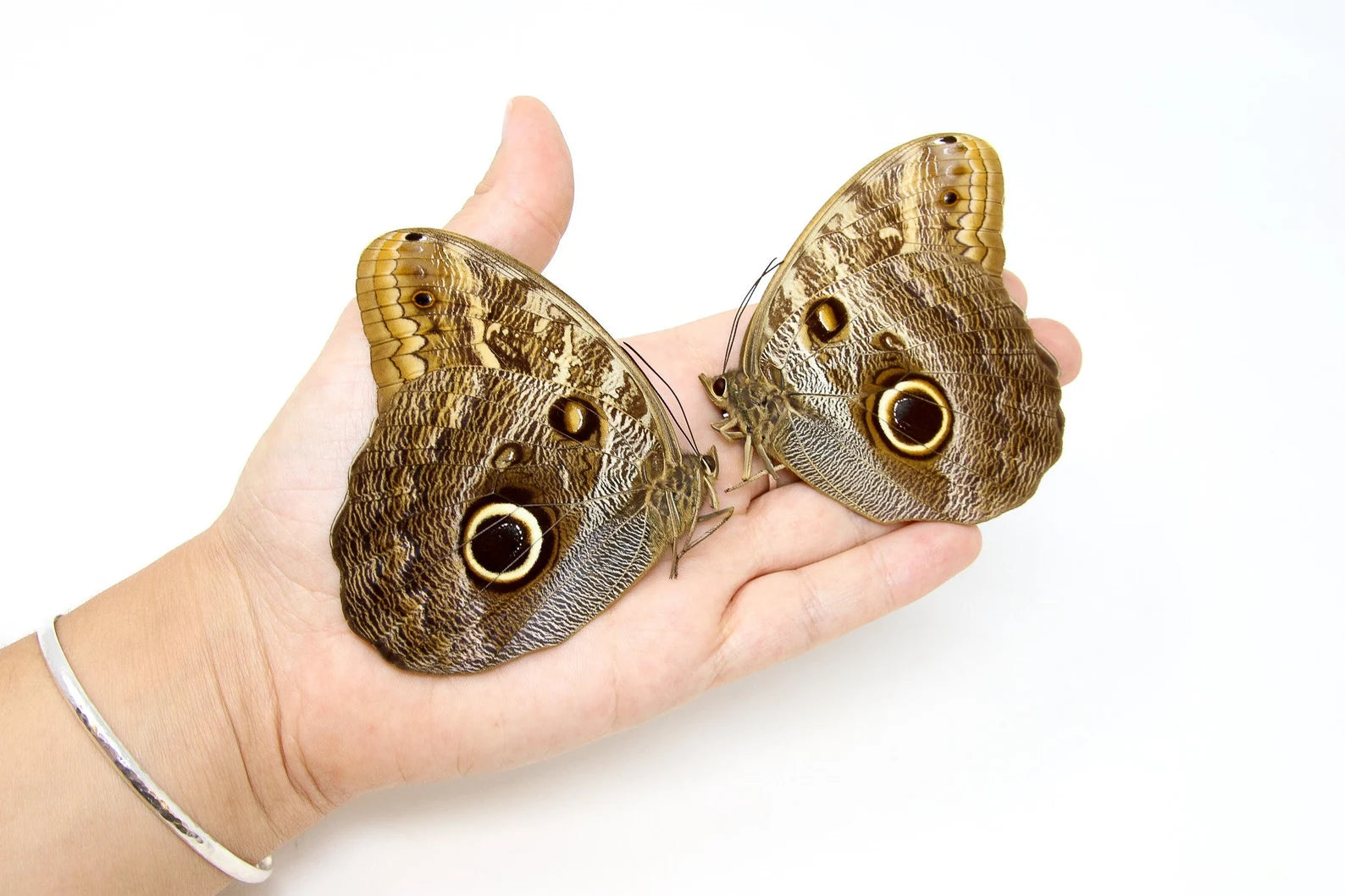TWO (2) Caligo teucer semicaerulea | Giant OWL butterflies | Dry-preserved specimens