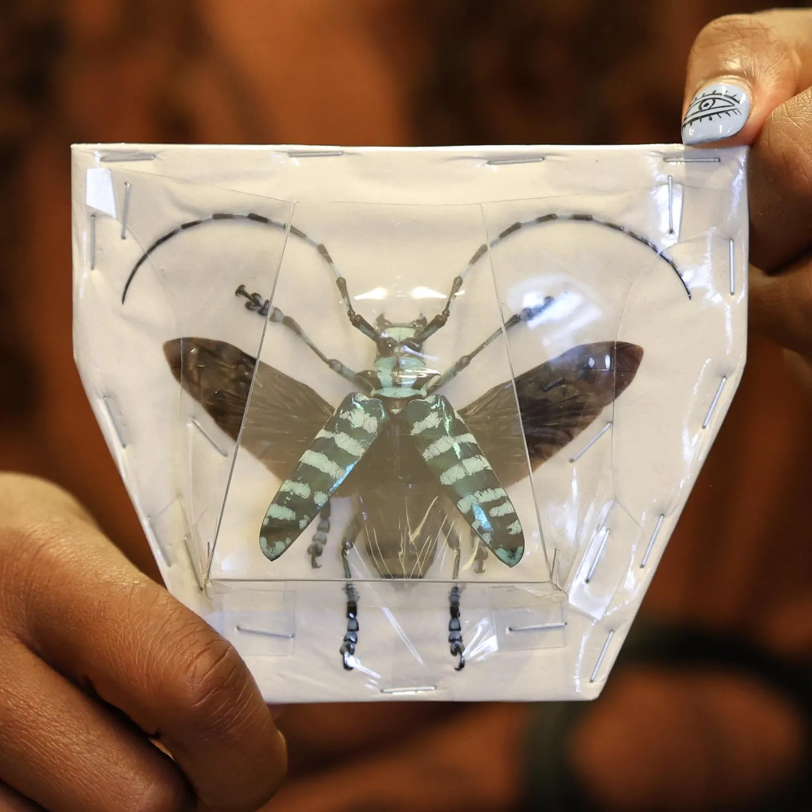 TWO (2) SPREAD Mint Long-horned Beetles (Anoplophora graafi) A1 Wings-open