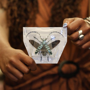 TWO (2) SPREAD Mint Long-horned Beetles (Anoplophora graafi) A1 Wings-open