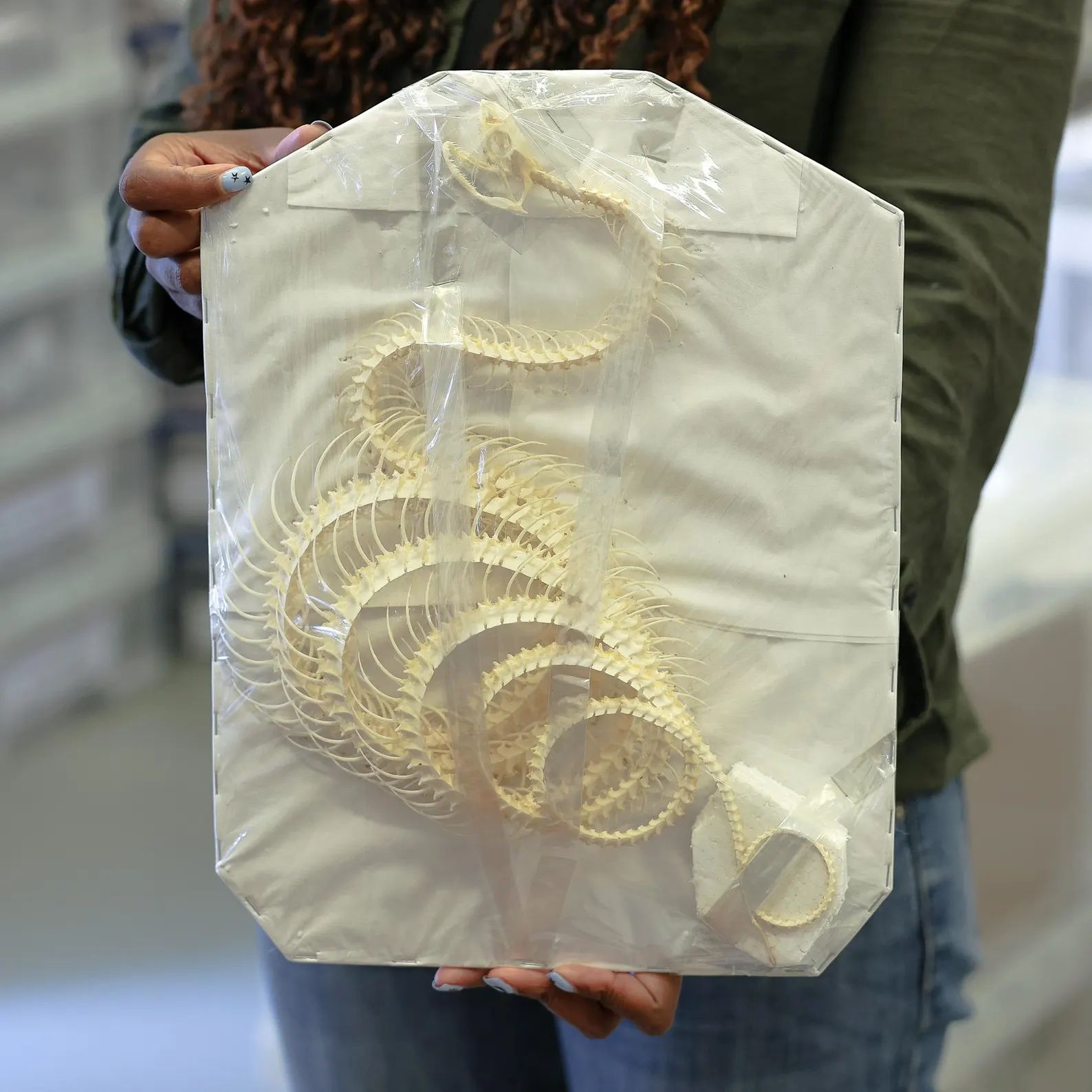 Coelognathus flavolineatus, ROLLING CURVED COILED Snake Skeleton, Preserved Reptile Specimens (Non-cites)