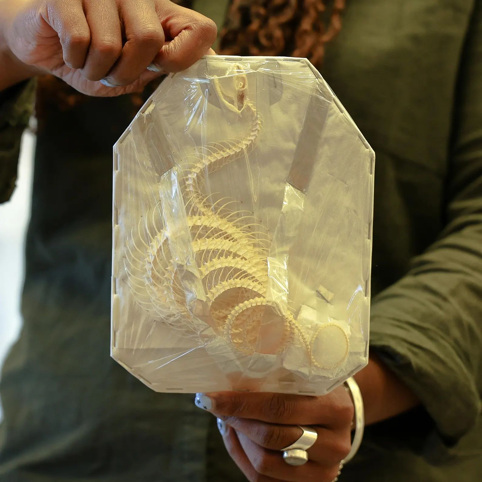 Trimeresurus albolabris - White-lipped Pit Viper Skeleton (20cm)