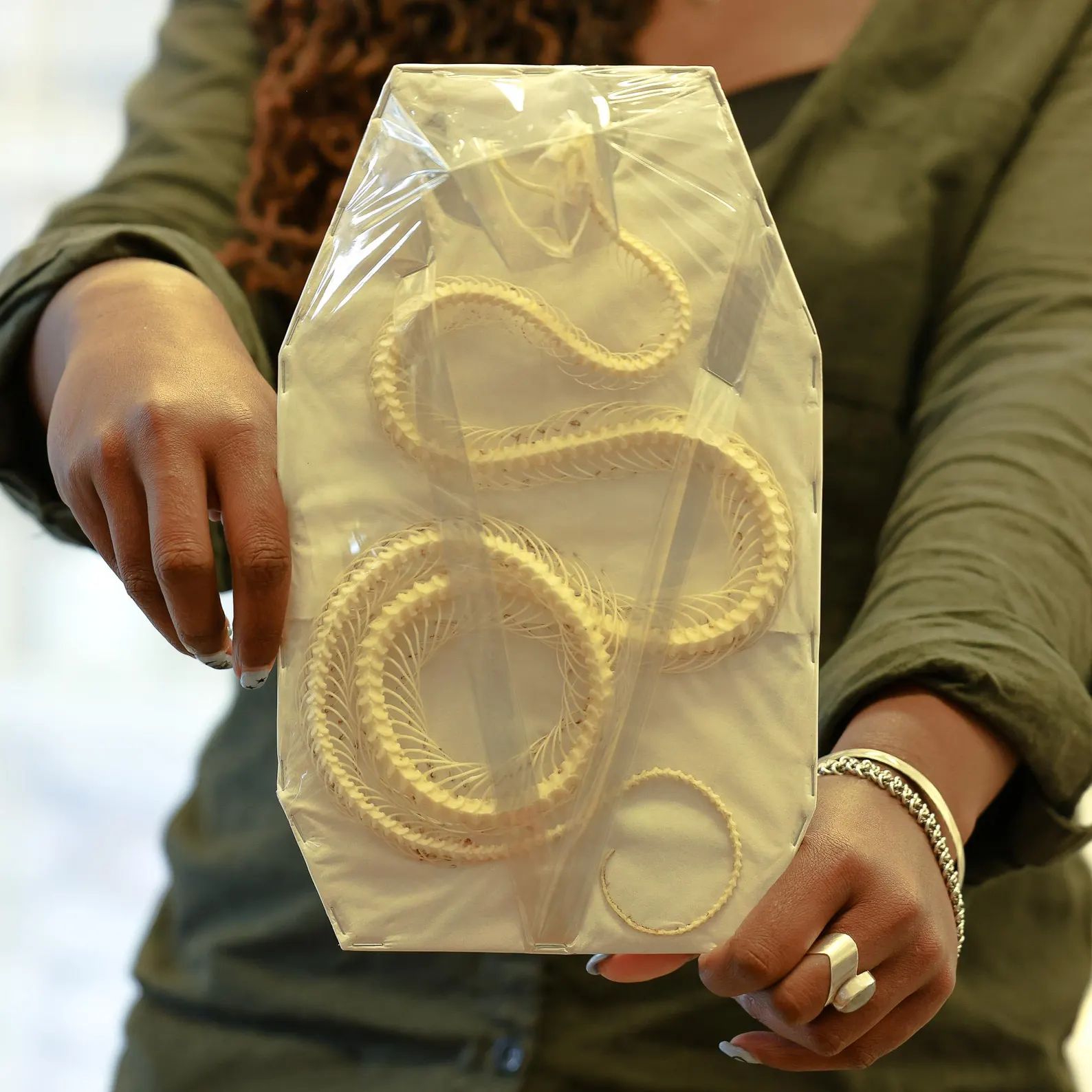 Trimeresurus albolabris, ROLLING CURVED Snake Skeleton, Preserved Reptile Specimens (Non-cites)