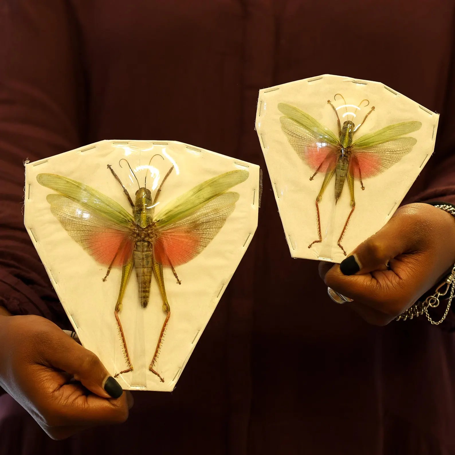 TEN (10) Citrus Locust (Chondracris rosea rosea) A1 Entomology Specimens Wholesale