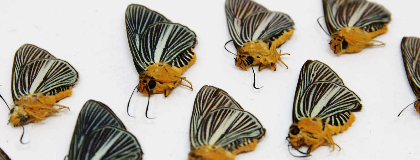 TEN (10) Bibasis Gomata |  Pale Green Awlet Butterflies | Dry-preserved specimens