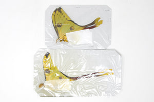 Madagascan Comet Moths A1 Pair | Argema mittrei | Unmounted Specimens | Ethically Sourced