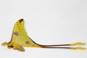 Madagascan Comet Moths A1 Pair | Argema mittrei | Unmounted Specimens | Ethically Sourced