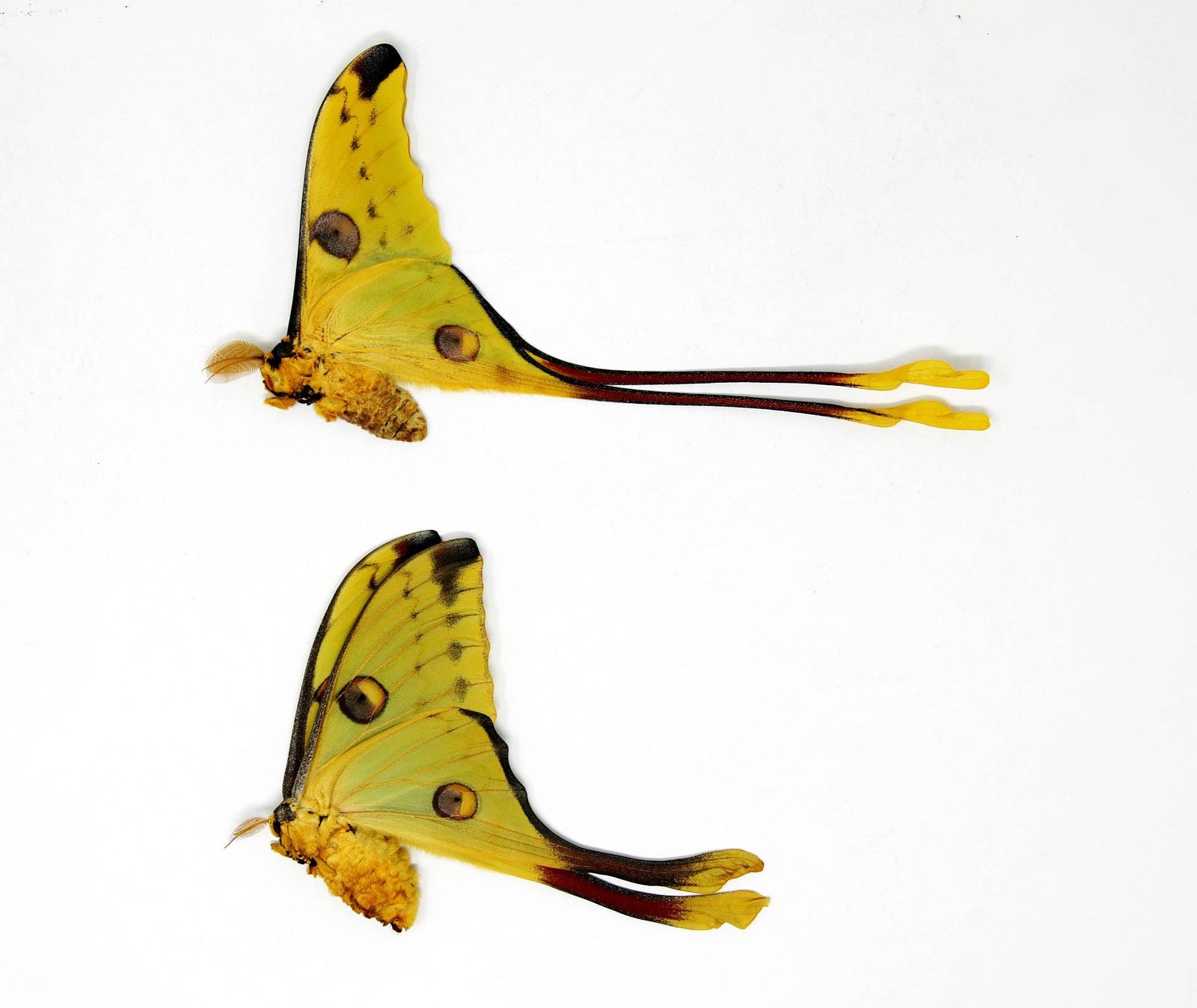 Madagascan Comet Moths A1 Pair | Argema mittrei | Unmounted Specimens | Ethically Sourced