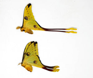 Madagascan Comet Moths A1 Pair | Argema mittrei | Unmounted Specimens | Ethically Sourced