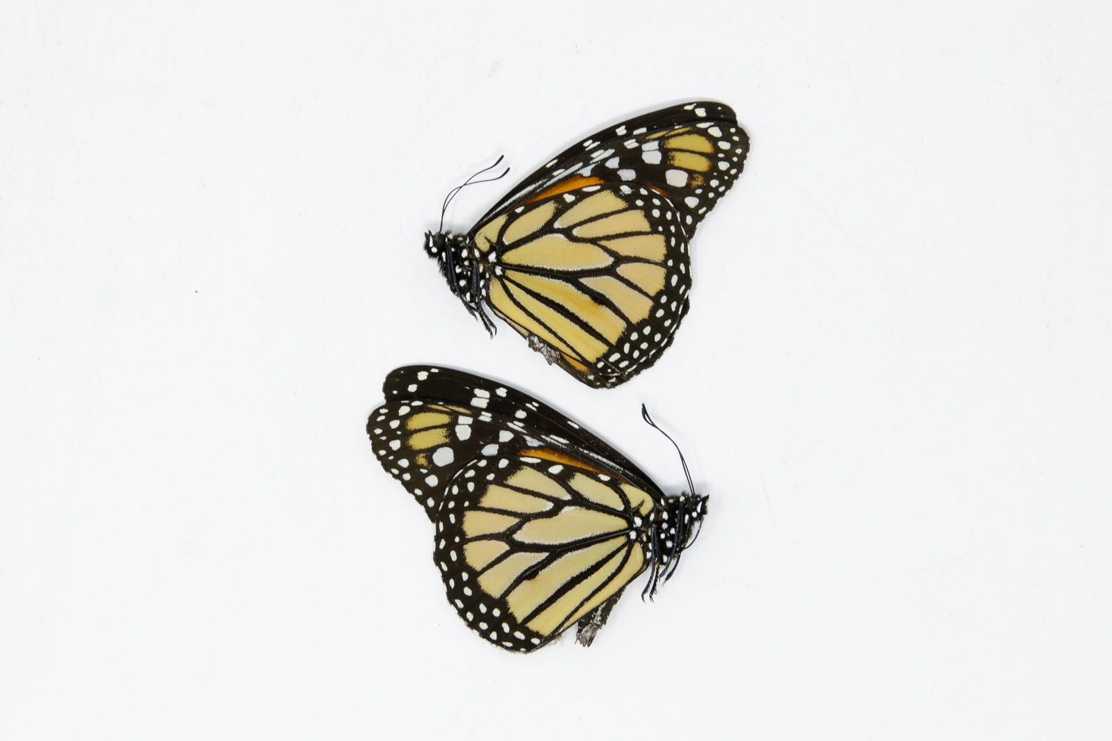 PACK OF 10 Monarch Butterflies, Danaus plexippus, Dry-Preserved Butterfly Specimens, Ethical Taxidermy Butterflies