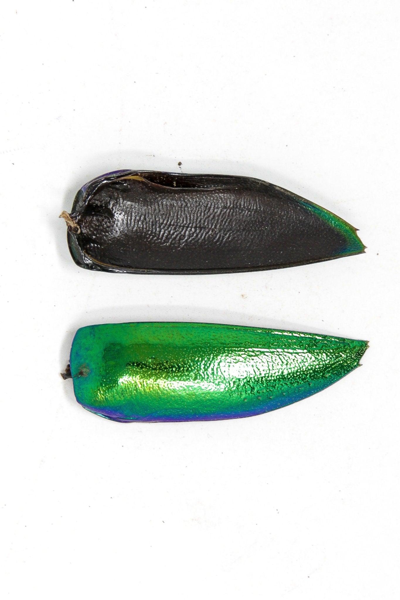 1,000 Jewel Beetle Elytra Wings | Sternocera aequisignata | Iridescent wing cases ethically sourced