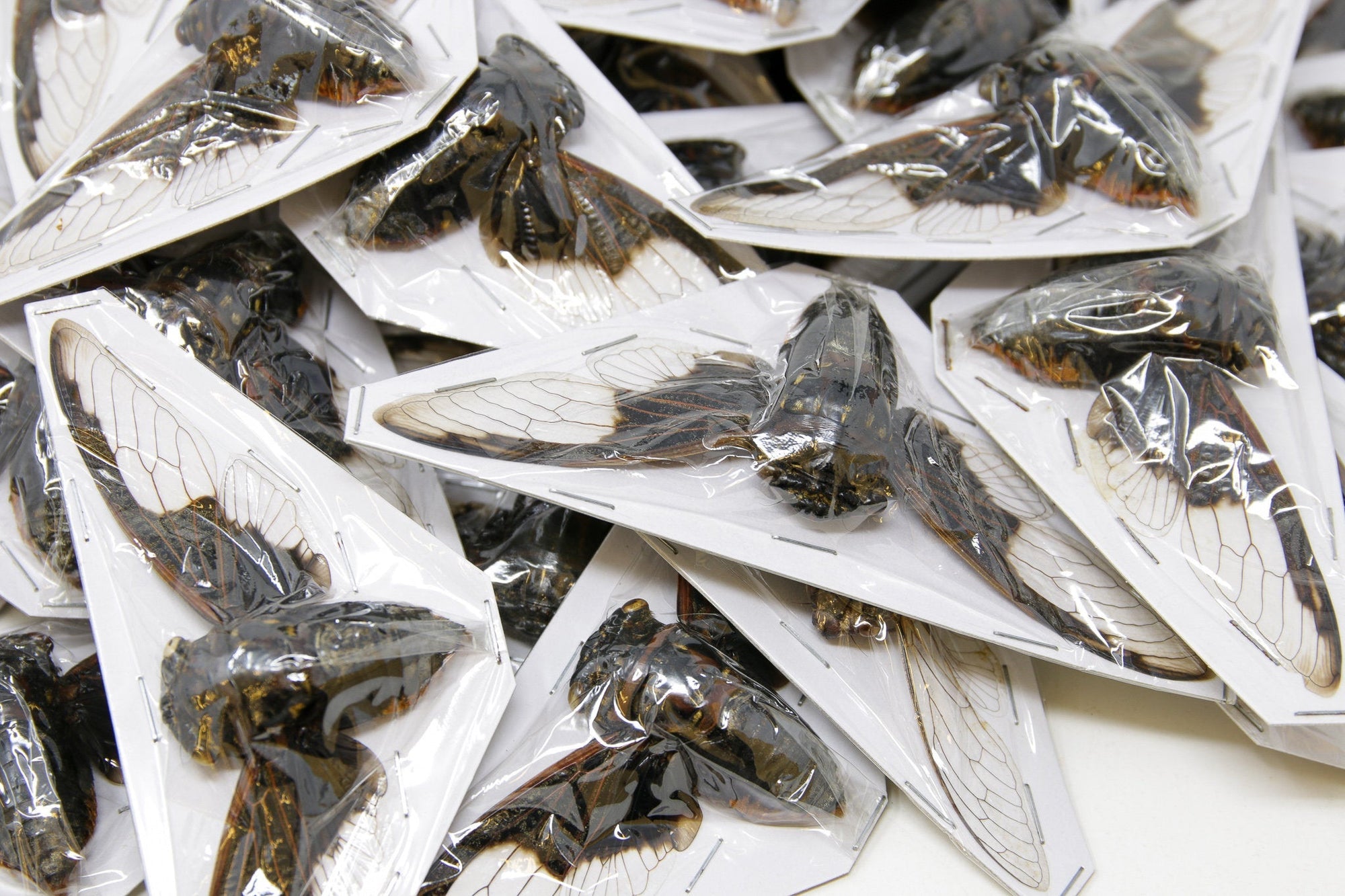 WHOLESALE Bat-wing Cicadas (Cryptotympana aquila) A1 Wings Spread 100mm