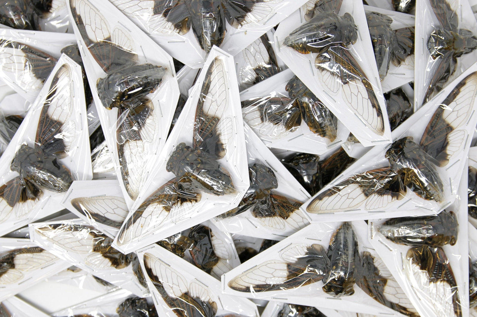 WHOLESALE Bat-wing Cicadas (Cryptotympana aquila) A1 Wings Spread 100mm