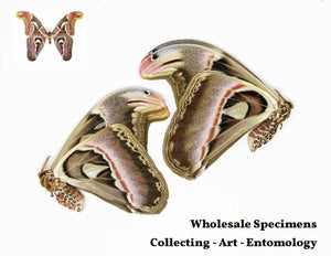 Giant Atlas Moths Lot of 100 A1 | Attacus Atlas Unmounted Specimens | Wholesale