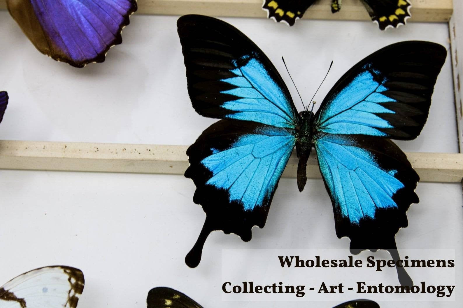TWO (2) Blue Swallowtail Butterflies (Papilio ulysses) A2 Unmounted Specimens