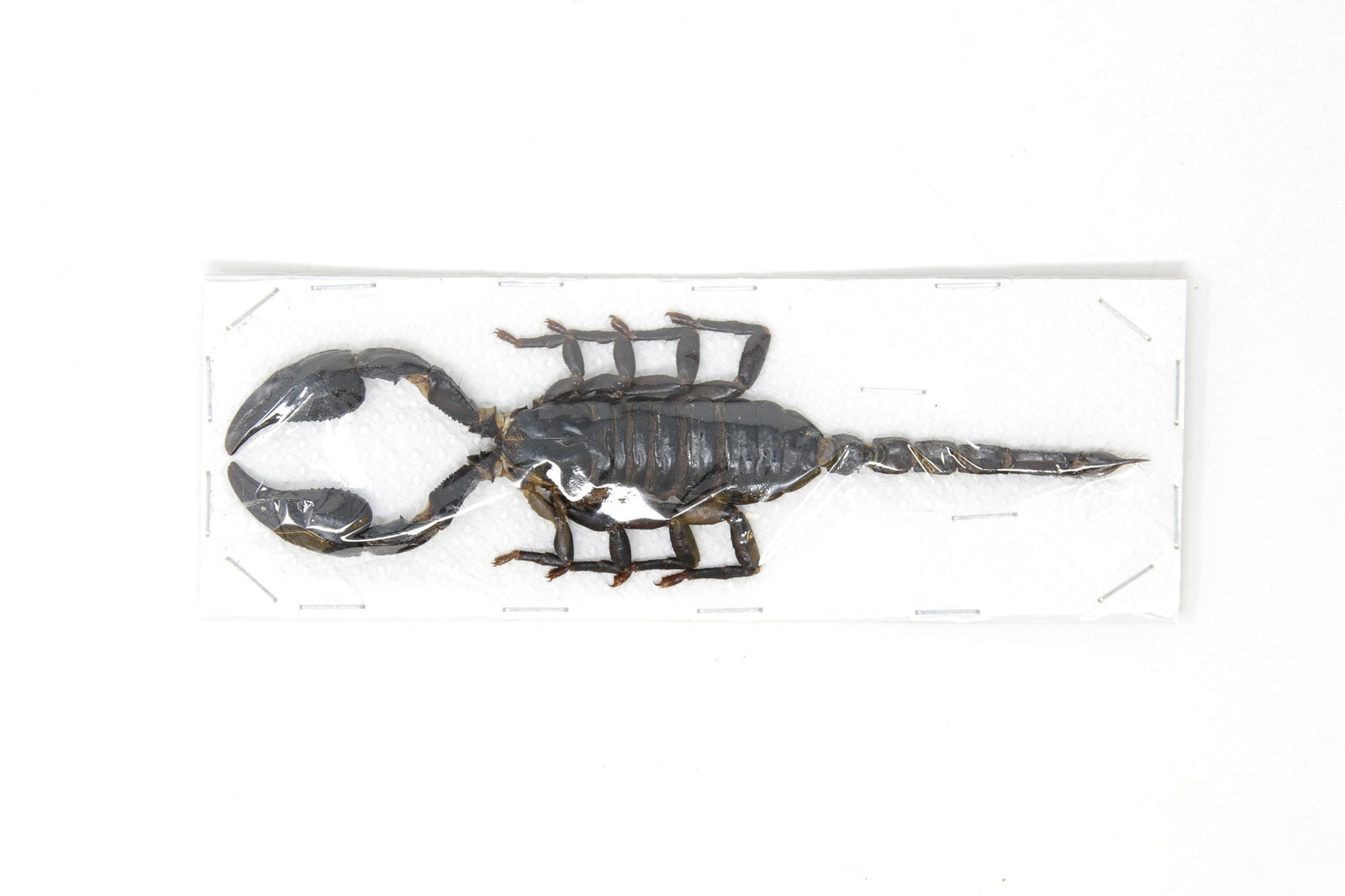 Thai Giant Forest Scorpion | Heterometrus spinifer | A1 Entomology Specimen