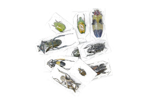 Natural History Starter Collection – Butterflies, Beetles, Setting Board, Pins & Tools