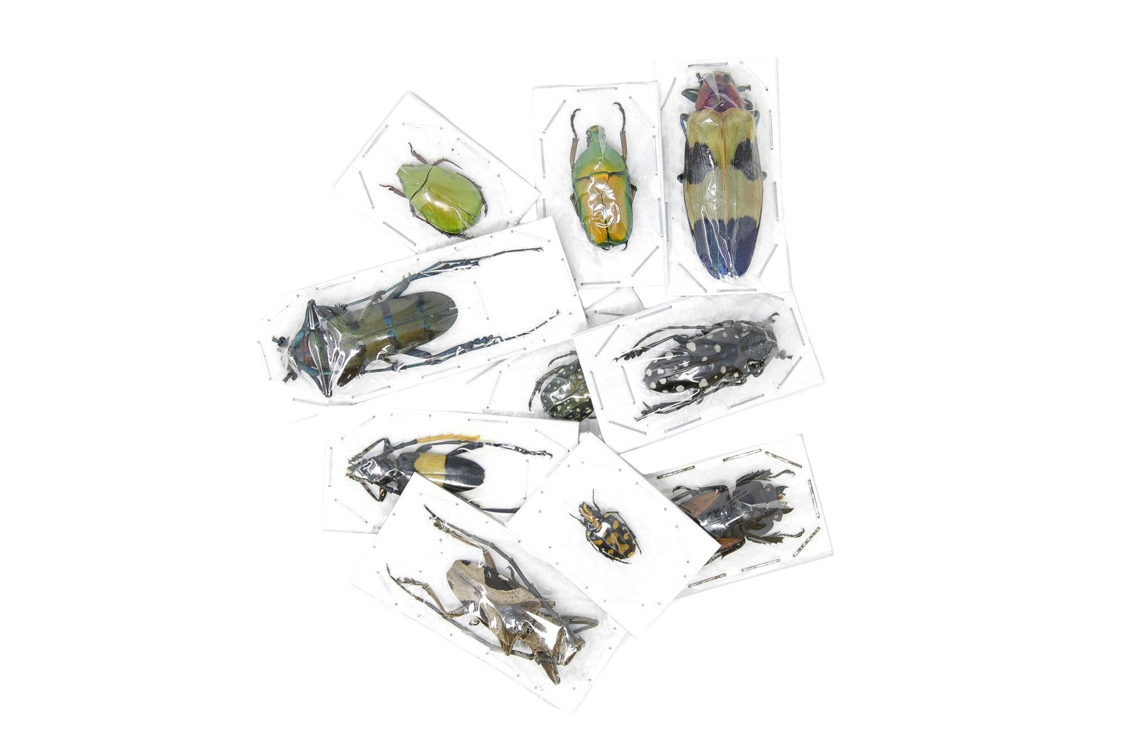 Pack of 10, 25, 100 Assorted Beetles Unmounted Specimens