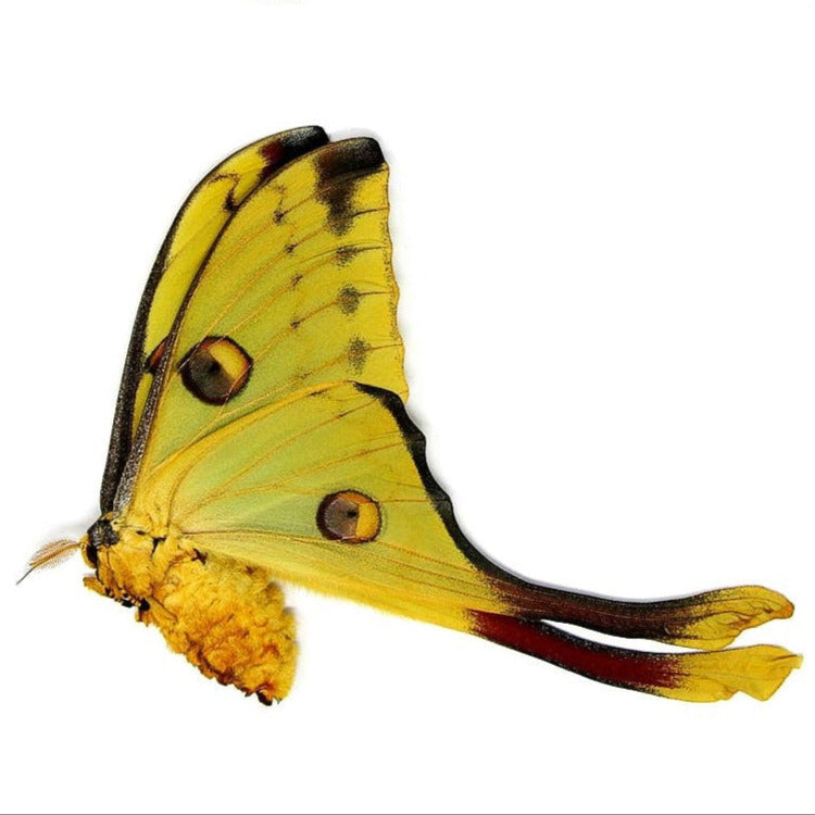 Madagascan Comet Moth (Argema mittrei) A1 FEMALE Unmounted Specimen