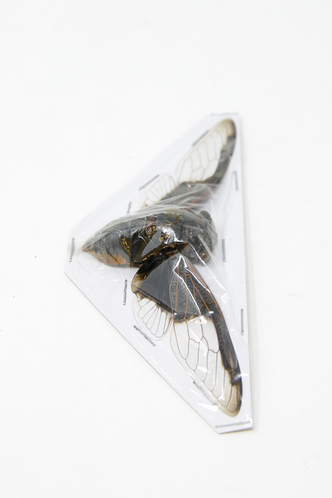 WHOLESALE Bat-wing Cicadas (Cryptotympana aquila) A1 Wings Spread 100mm