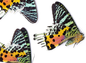 Natural History Starter Collection – Sunset Moths, Setting Board, Pins & Tools