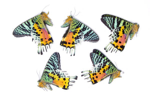 WHOLESALE 10 Madagascan Sunset Moths A1 | Chrysiridia rhipheus | Day Flying Moths Unmounted Real Specimens for Entomology