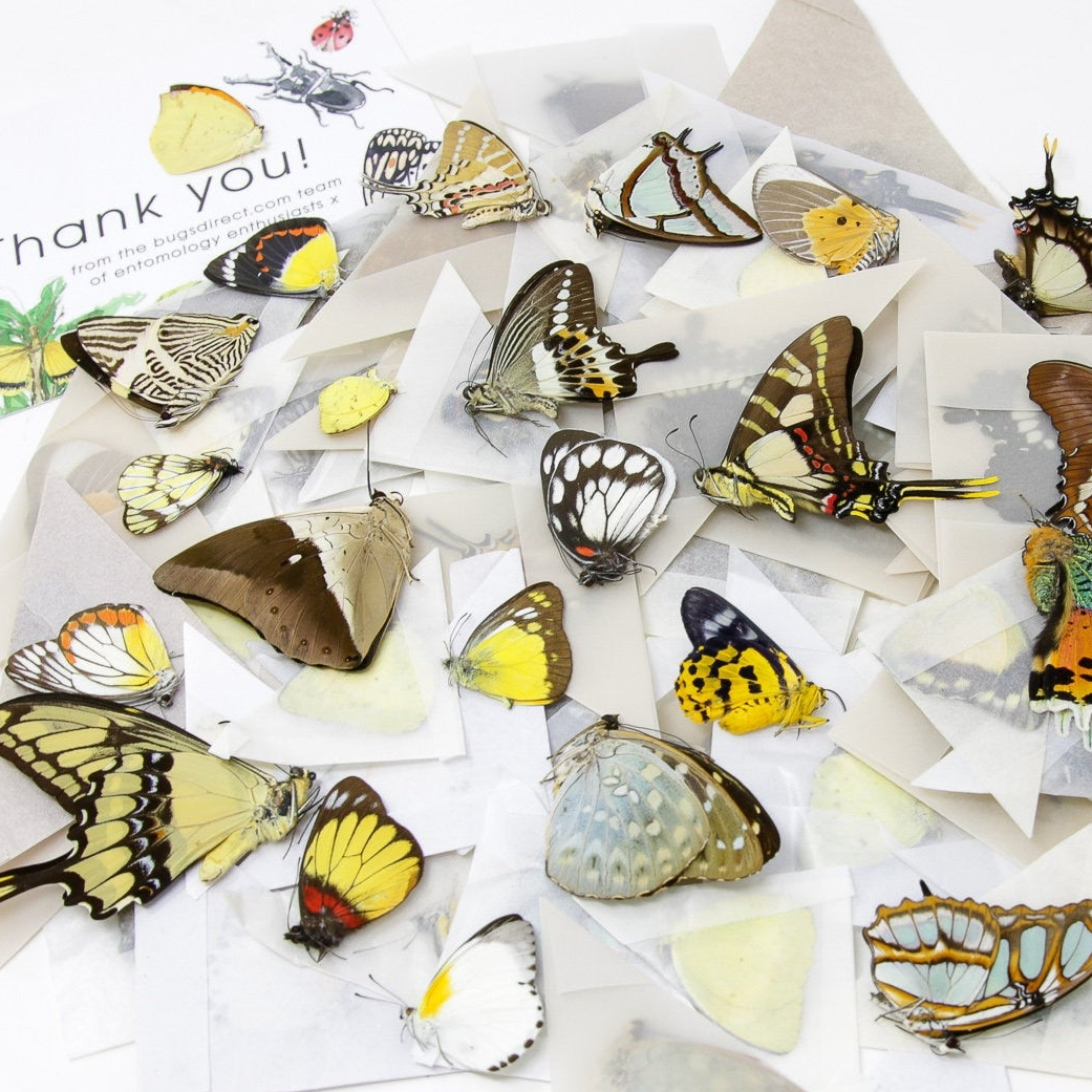 10 Real Butterflies Worldwide Collection – Unmounted Papered Specimens A1 Condition
