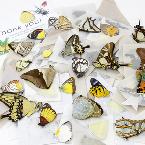 10 Real Butterflies Worldwide Collection – Unmounted Papered Specimens A1 Condition