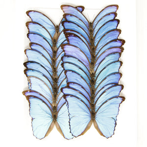Morpho didius Giant Blue Morpho Butterfly - A1 Spread Specimens