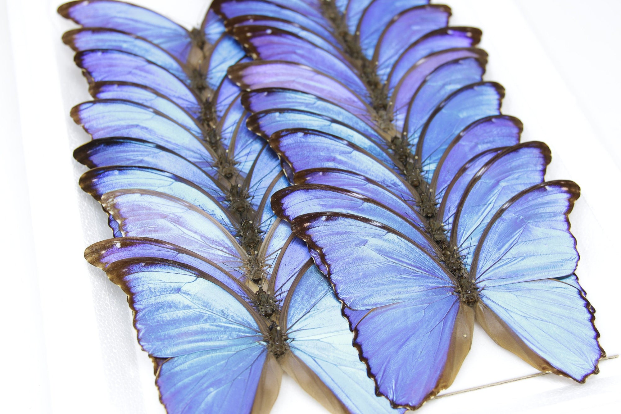 蝶　剥製 本物の昆虫標本、蝶、甲虫、剥製アート用品 ページ 9 - BugsDirect