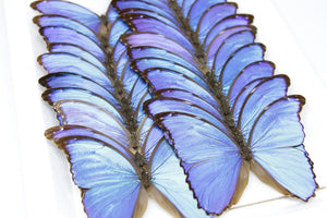 Morpho didius Giant Blue Morpho Butterfly - A1 Spread Specimens