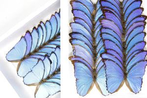 WHOLESALE 10 Morpho didius A1 | Giant Blue Morpho Butterflies | Unmounted Papered Specimens