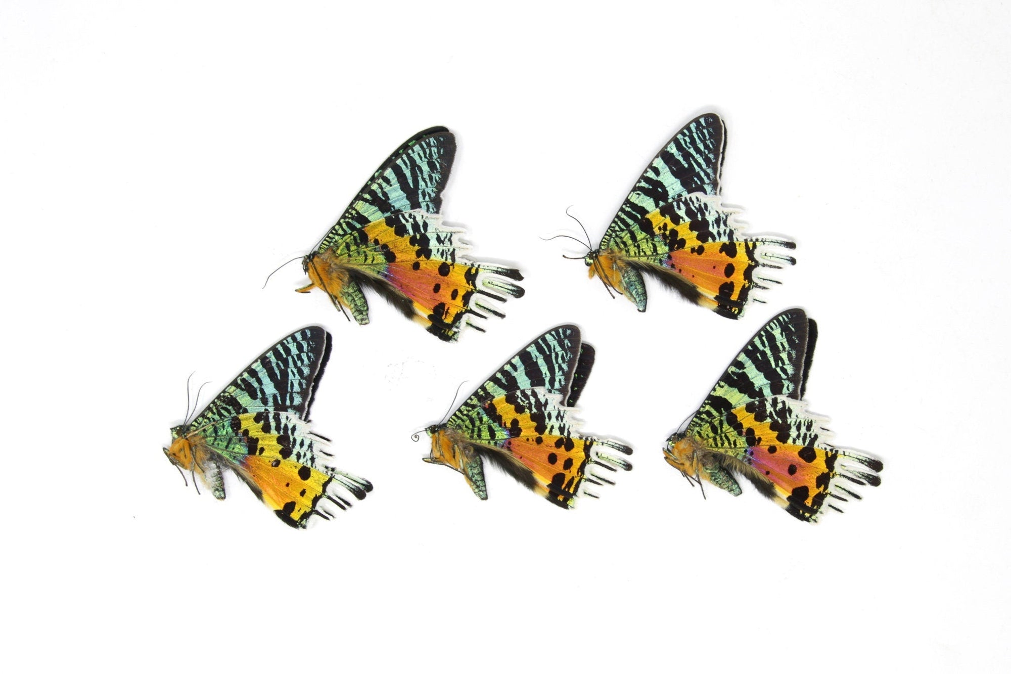 WHOLESALE 10 Madagascan Sunset Moths A1 | Chrysiridia rhipheus | Day Flying Moths Unmounted Real Specimens for Entomology