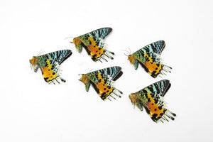 TWO (2) Madagascan Sunset Moths A1 | Chrysiridia rhipheus | Day Flying Moths Unmounted Real Specimens for Entomology
