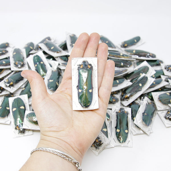 10匹セット 巨大メタリックジュエルビートル | Megaloxantha bicolor