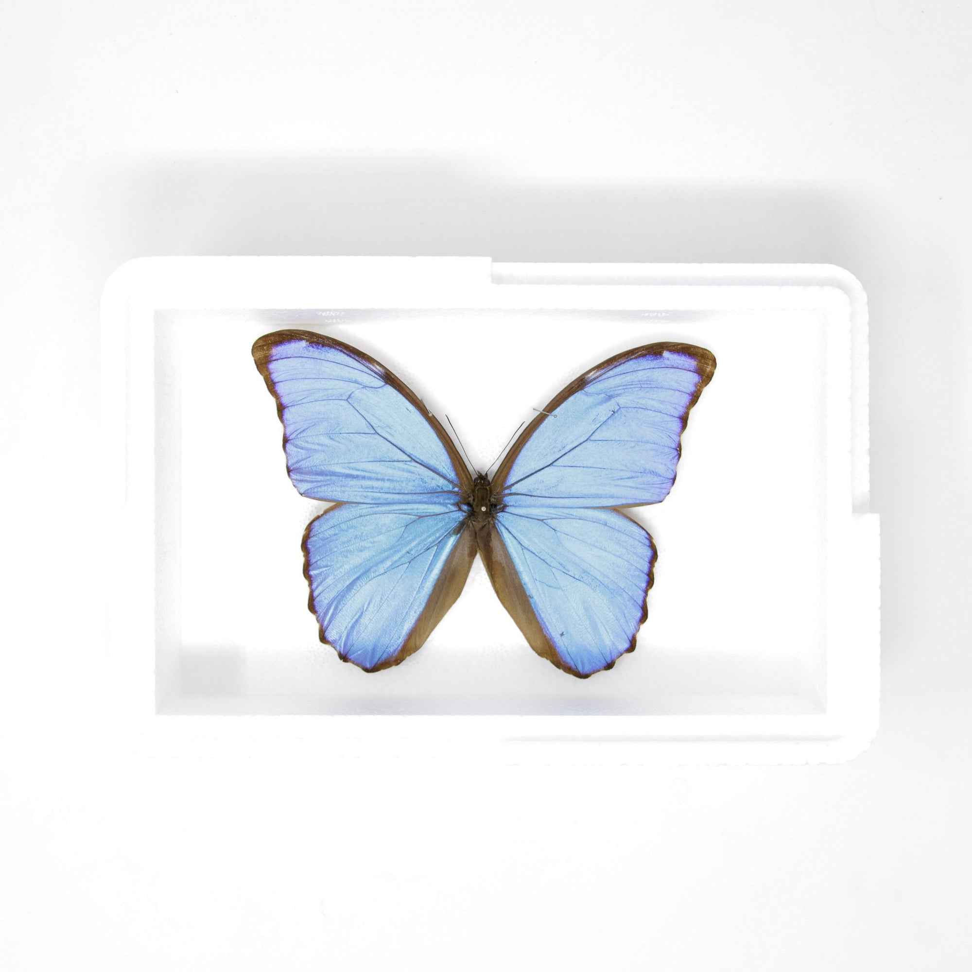 Morpho didius Giant Blue Morpho Butterfly A1 Spread Specimen
