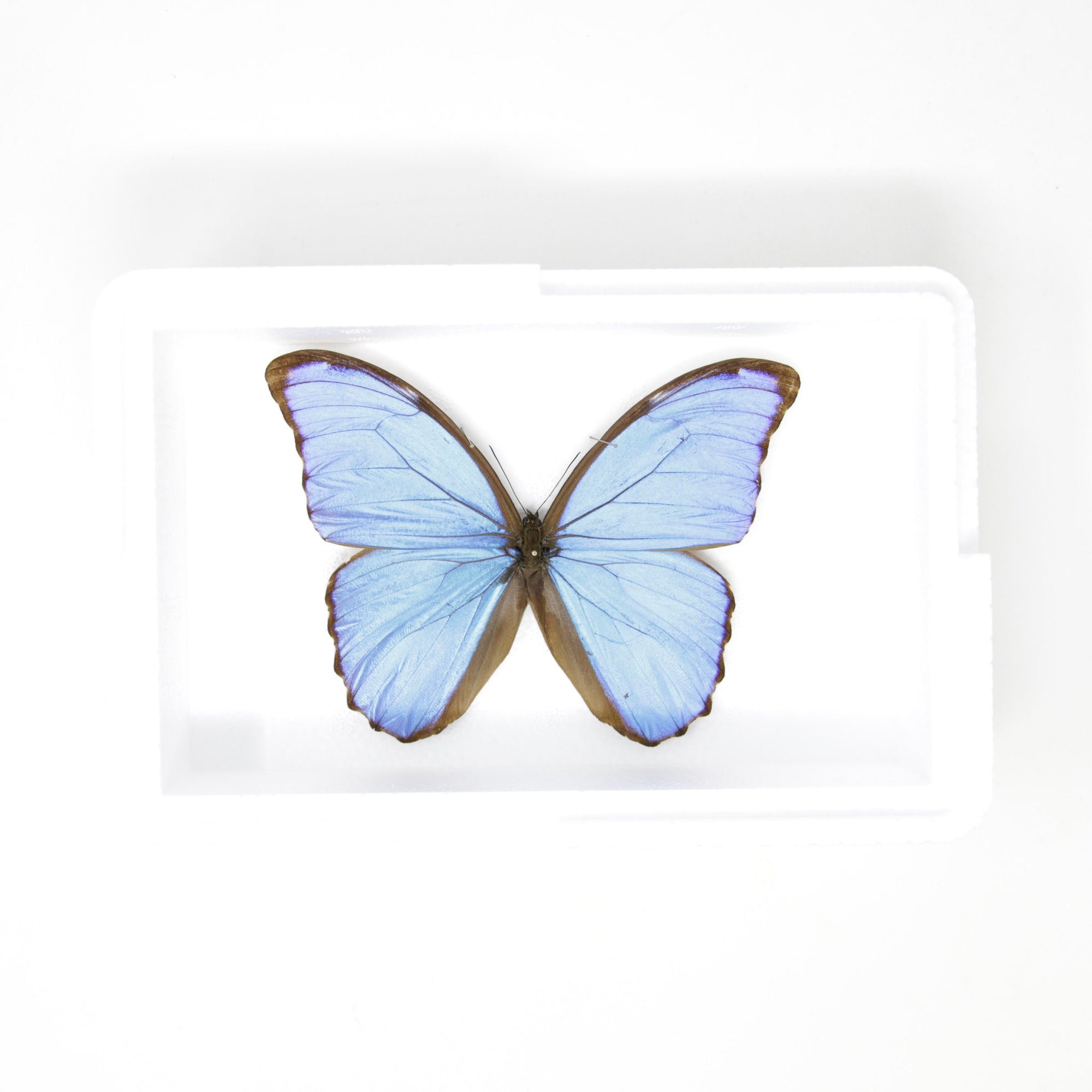 Morpho didius Giant Blue Morpho Butterfly A1 Spread Specimen