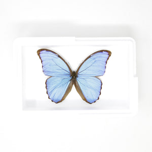Morpho didius Giant Blue Morpho Butterfly - A1 Spread Specimens