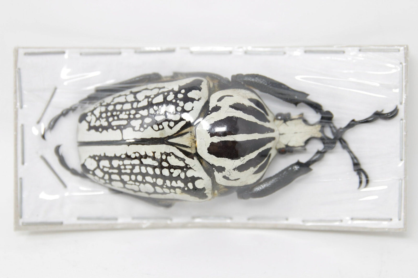 Giant African Goliath Beetle 80-85mm (Goliathus orientalis) A1 Quality Real Insect Specimens