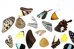 Insect Wing Craft Starter Pack – 245 Premium Pieces | Beetles, Butterflies & Moths