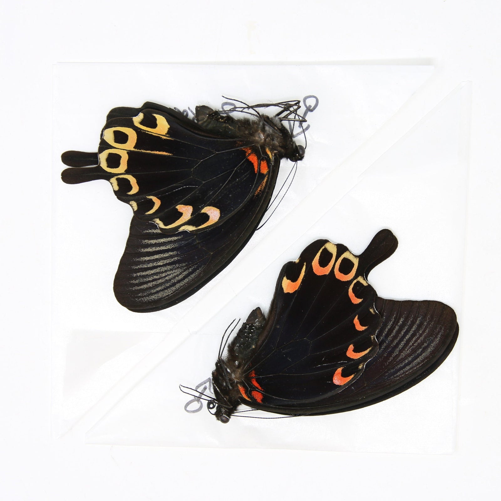 PACK OF 10 Papilio deiphobus, Swallowtail A1 Real Dry-Preserved Butterflies, Unmounted Entomology Taxidermy Specimens