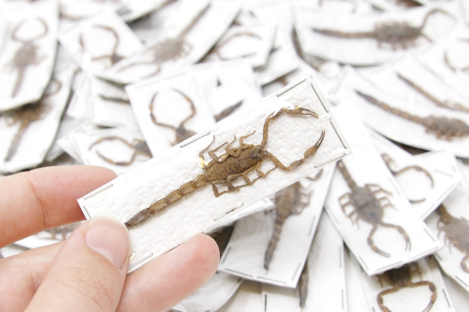 WHOLESALE 20 Yellow Scorpions (Mesobuthus martensii) 50-70mm A1 Specimens