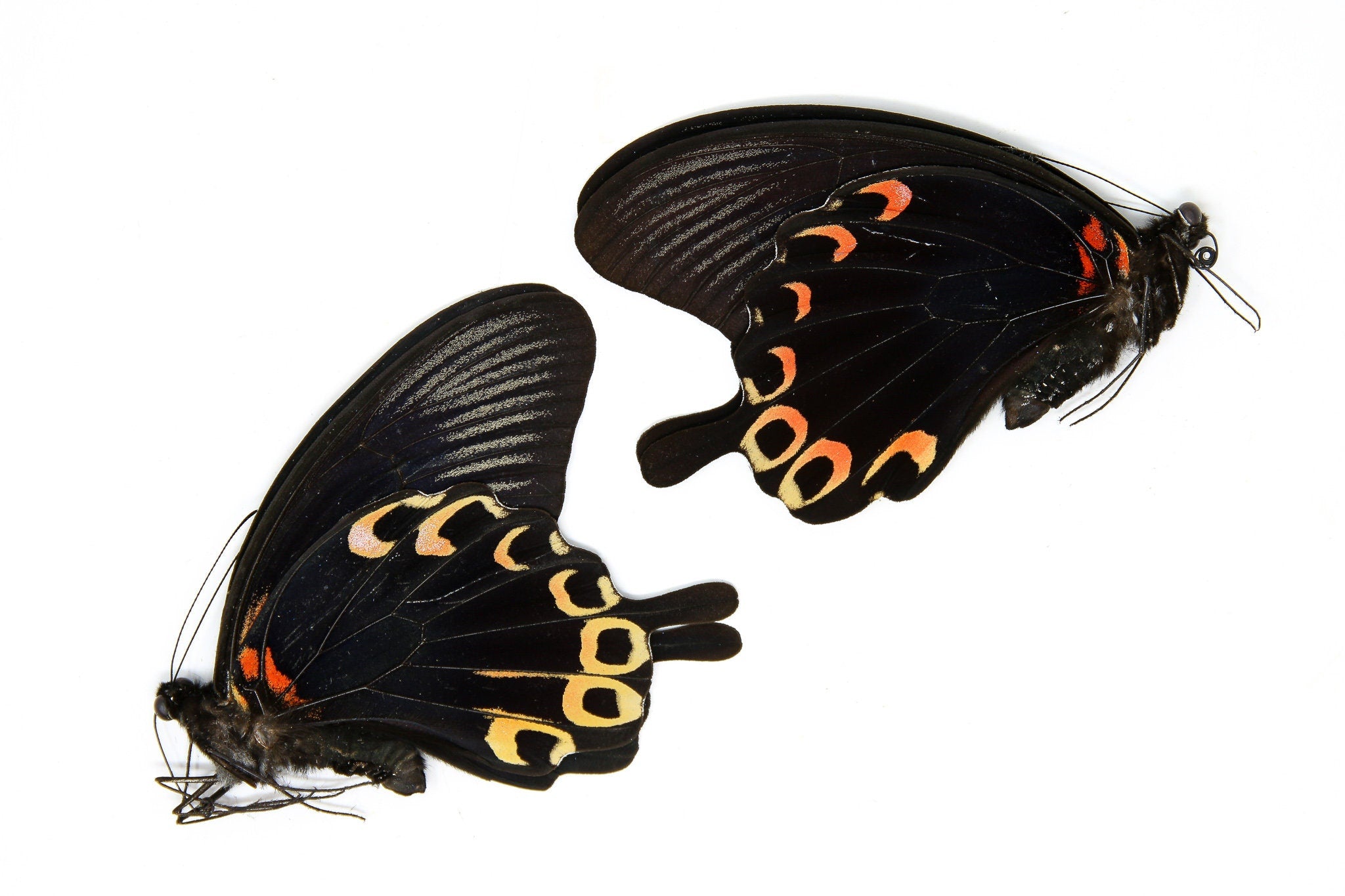 PACK OF 10 Papilio deiphobus, Swallowtail A1 Real Dry-Preserved Butter ...